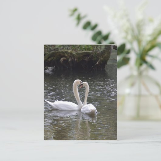 Swan Wedding Liebe Peace Hope Water Lake Park Postkarte (Stehend Vorderseite)