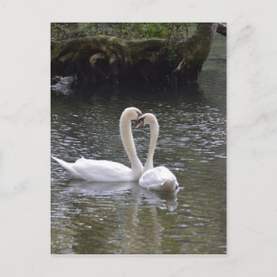 Swan Wedding Liebe Peace Hope Water Lake Park Postkarte