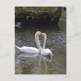 Swan Wedding Liebe Peace Hope Water Lake Park Postkarte