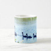 Swan with Cygnets on River Kaffeetasse (Mittel)