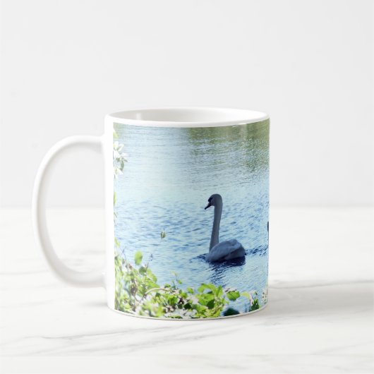Swan with Cygnets on River Kaffeetasse (Links)