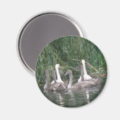 SWans and Cygnets Magnet (Vorderseite/Rückseite)