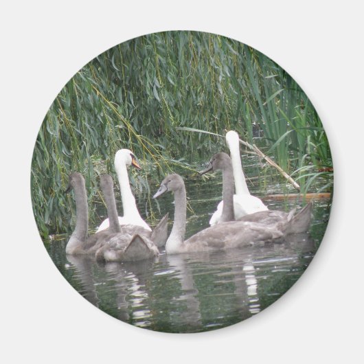 SWans and Cygnets Magnet (Vorne)