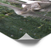 Swans and Cygnets Poster (Ecke)