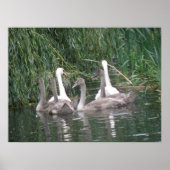 Swans and Cygnets Poster (Vorne)