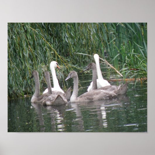 Swans and Cygnets Poster (Vorne)