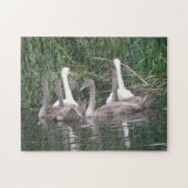 Swans and Cygnets Puzzle (Horizontal)