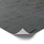 Swans auf dem River Poster (Ecke)