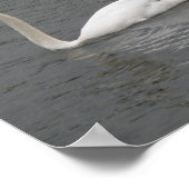 Swans auf dem River Poster (Ecke)