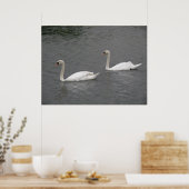 Swans auf dem River Poster (Küche)