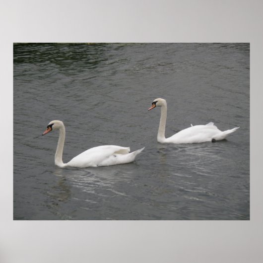Swans auf dem River Poster (Vorne)