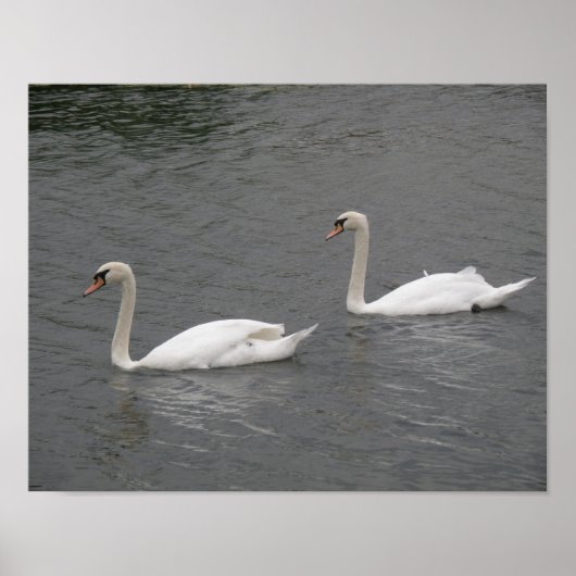 Swans auf dem River Poster (Vorne)