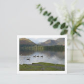Swans auf Derwentwater Postkarte (Stehend Vorderseite)