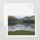 Swans auf Derwentwater Postkarte (Vorne/Hinten)