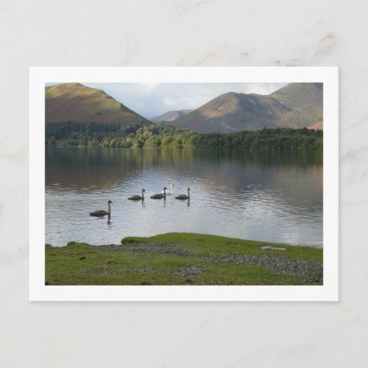 Swans auf Derwentwater Postkarte (Vorderseite)