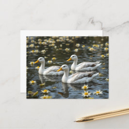 Swans auf einem reflektierenden See Bird Liebhaber Postkarte