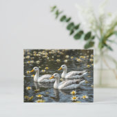 Swans auf einem reflektierenden See Bird Liebhaber Postkarte (Stehend Vorderseite)