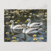 Swans auf einem reflektierenden See Bird Liebhaber Postkarte (Vorderseite)