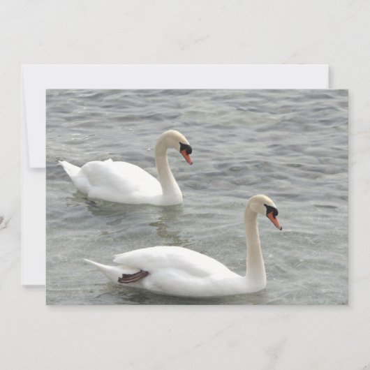 Swans auf Lake Card Karte (Vorderseite)