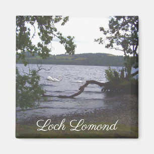 Swans auf Loch Lomond Magnet