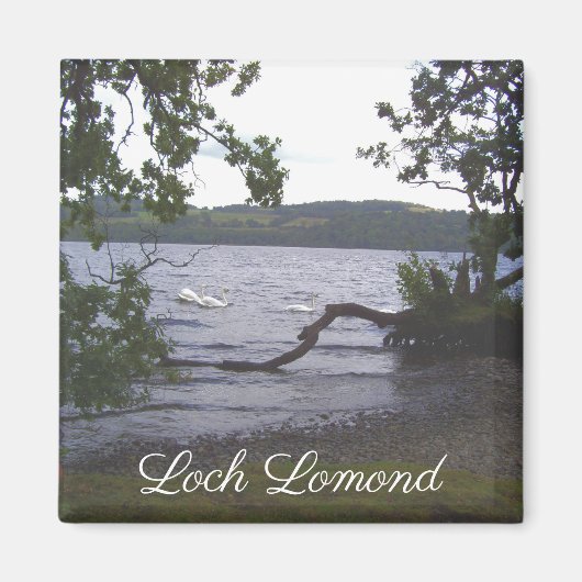 Swans auf Loch Lomond Magnet (Vorne)