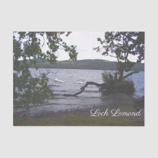 Swans auf Loch Lomond Seidenpapier (Vorderseite)