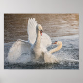 Swans bekämpfen poster (Vorne)