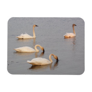 Swans Fishing Flexible Foto Magnet