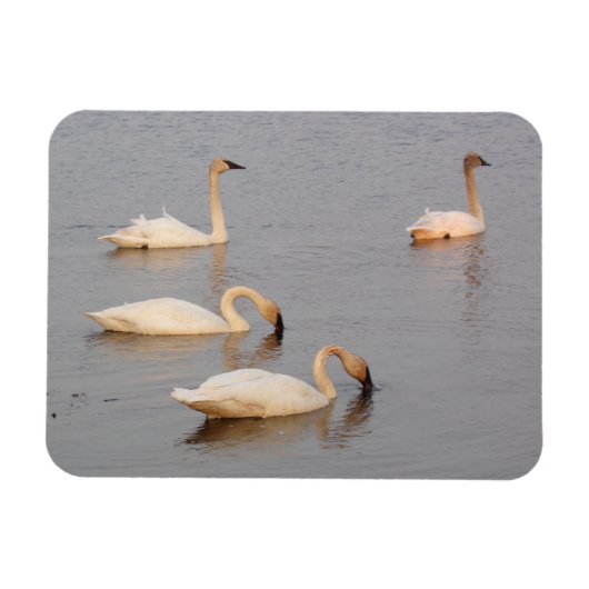 Swans Fishing Flexible Foto Magnet (Horizontal)