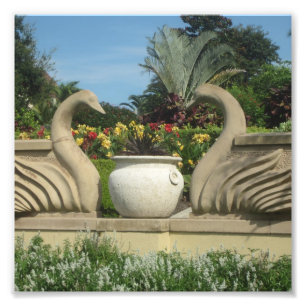 Swans Guarding Hollis Gardens on a Fotodruck