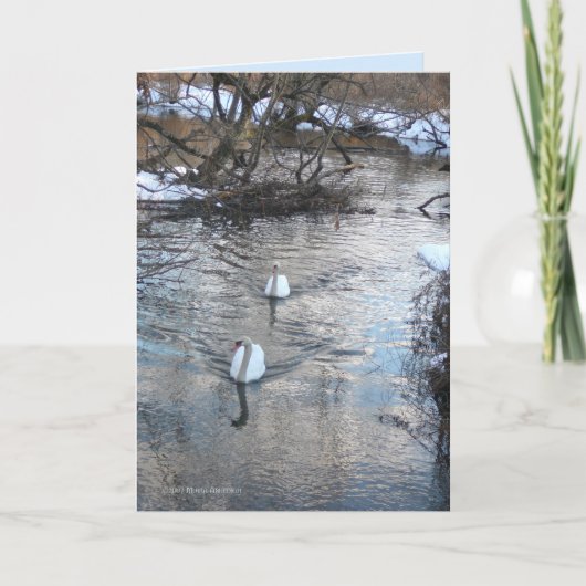 Swans II Karte (Vorderseite)
