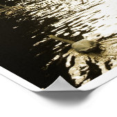 Swans in Amsterdam Canal at Dawn Poster Art (Ecke)