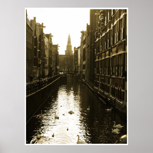 Swans in Amsterdam Canal at Dawn Poster Art (Vorne)