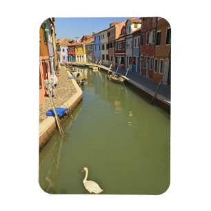 Swans in canal, Burano Island, Venice, Italy Magnet