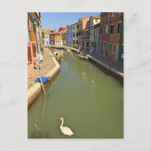 Swans in Canale, Burano Island, Venedig, Italien Postkarte