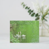 Swans in Liebe Postkarte (Stehend Vorderseite)