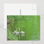 Swans in Liebe Postkarte (Vorne/Hinten)