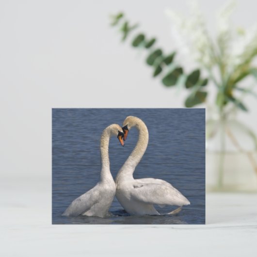 Swans in Liebe Postkarte (Stehend Vorderseite)