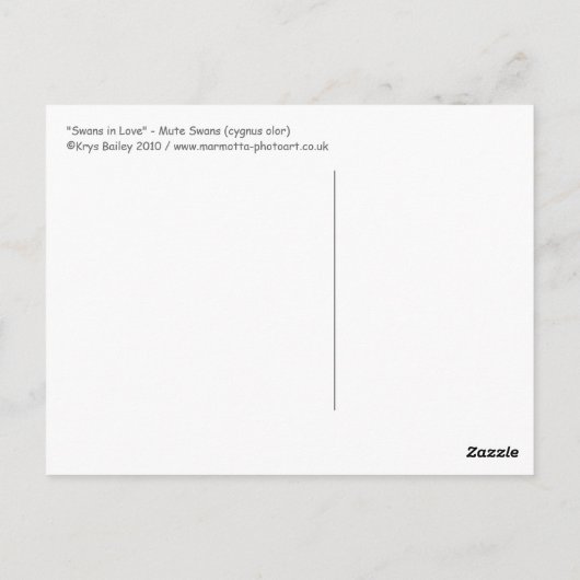 Swans in Liebe Postkarte (Rückseite)