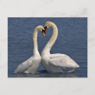 Swans in Liebe Postkarte