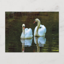 Swans in Liebe Postkarte