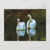 Swans in Liebe Postkarte (Vorderseite)