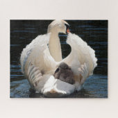 Swans Jigsaw Puzzle (Horizontal)
