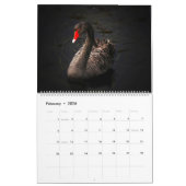 Swans-Kalender Kalender (Feb 2026)