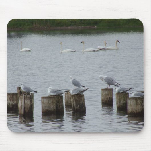 Swans n Seagulls Mouse Pad Mousepad (Vorne)