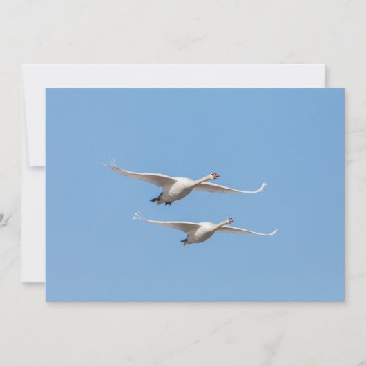 Swans Nature Foto Card (Vorderseite)