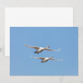 Swans Nature Foto Card (Vorne/Hinten)