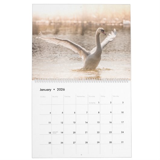 Swans Nature Fotos 2026 Kalender (Jan 2026)