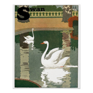 Swans on Lake Alphabet Letter Perfect Poster