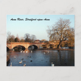 Swans on River Avon, Stratford-upon-Avon Postkarte